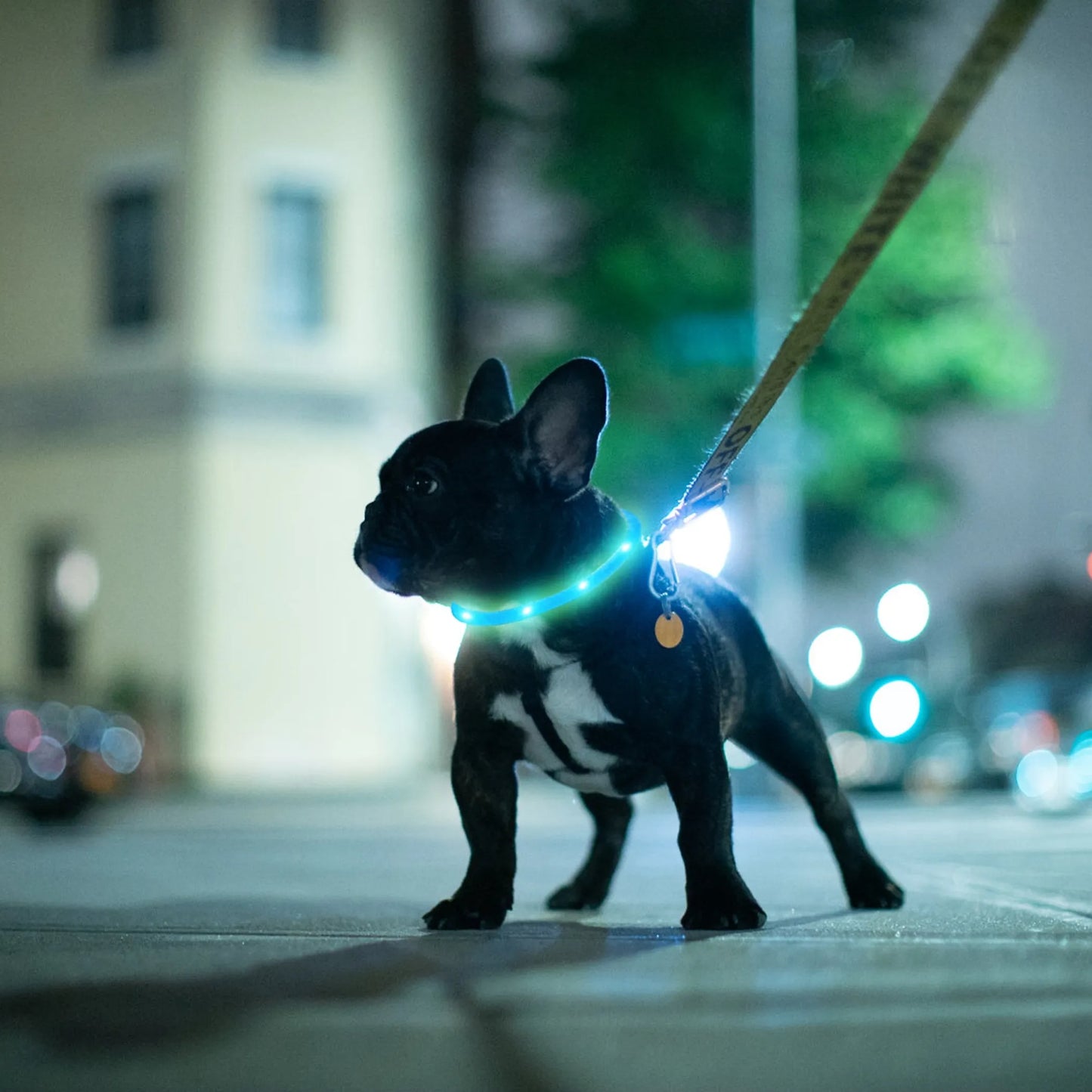 USB Rechargeable LED Dog Collar