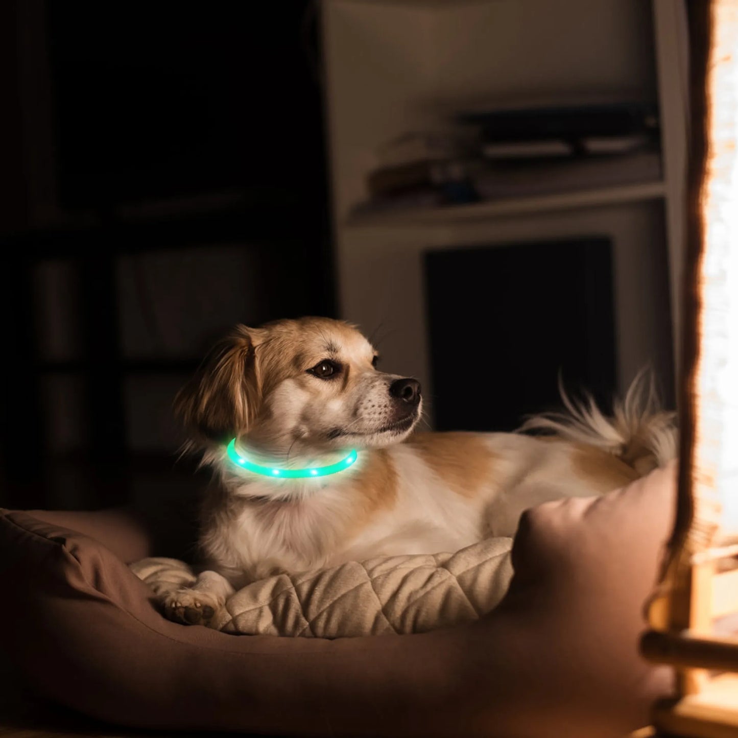 USB Rechargeable LED Dog Collar